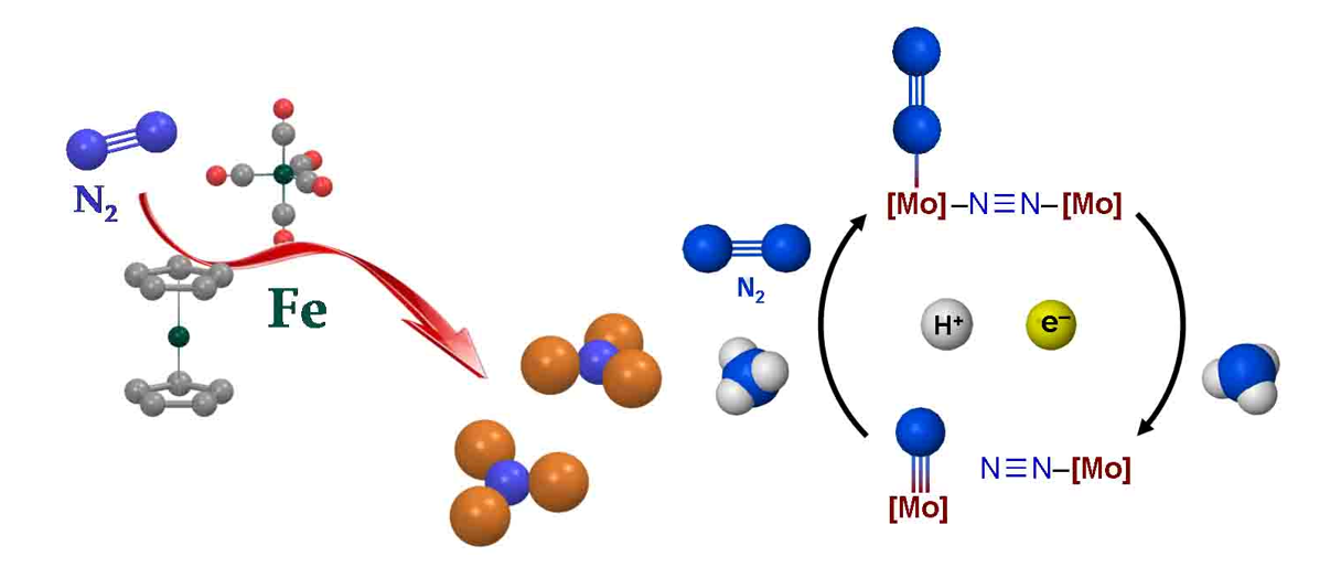 鉄錯体による触媒的窒素固定反応(左）と窒素架橋２核モリブデン窒素錯体の反応機構（右）